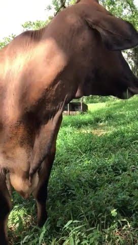 Una Vaca Muy Mansa Bonita Solo Calidad A La Leche Viral Parati