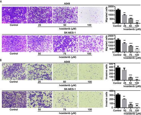 Frontiers Transcriptome Analysis Of Ivosidenib Mediated Inhibitory