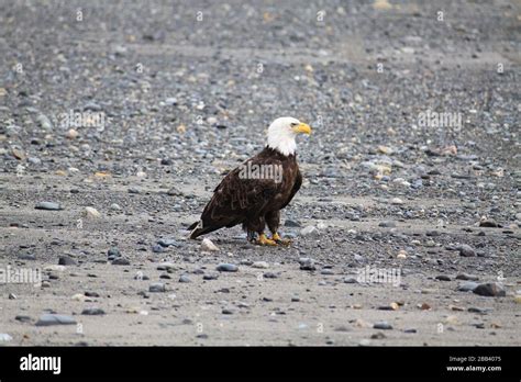 Alaska - Bald Eagle Stock Photo - Alamy