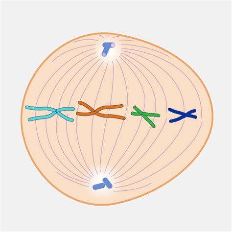 The Cell Cycle, Mitosis & Meiosis Jeopardy Template