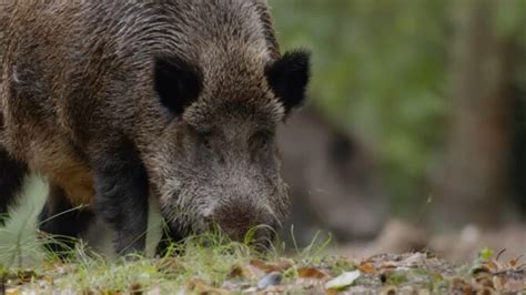 10 Common Dangerous Animals In Ohio