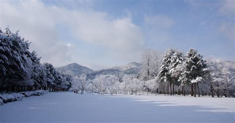 How to Enjoy Winter in Nami Island 2024/25 - Trazy Blog