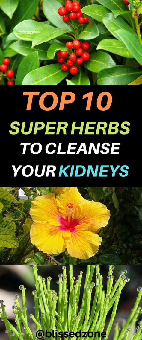 Top 10 Super Herbs To Cleanse Your Kidneys Kidney Cleanse Natural