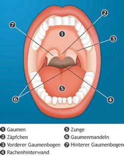 Mandeloperation Therapien Hno Rzte Im Netz