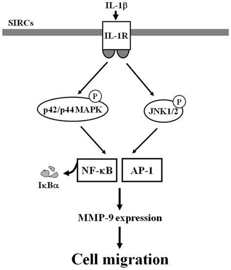 Schematic Representation Of The Signaling Pathways Involved In The