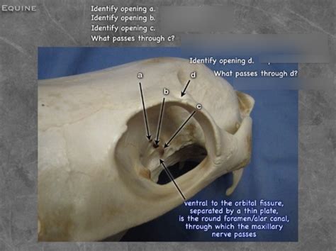 Equine Skull Diagram Quizlet