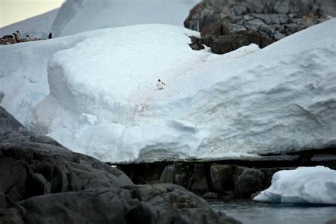 Penguins in Their Natural Habitat in Antarctica Stock Photo - Image of outside, snow: 237873758