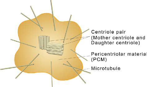 The structure of centrosome. The centrosome of mammals is composed of 9... | Download Scientific ...