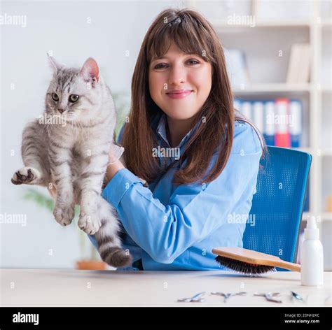 The Cat Being Examining In Vet Clinic Stock Photo Alamy