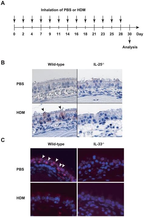 A Scheme Of Intranasal Treatment Of Mice With Hdm Or Pbs B