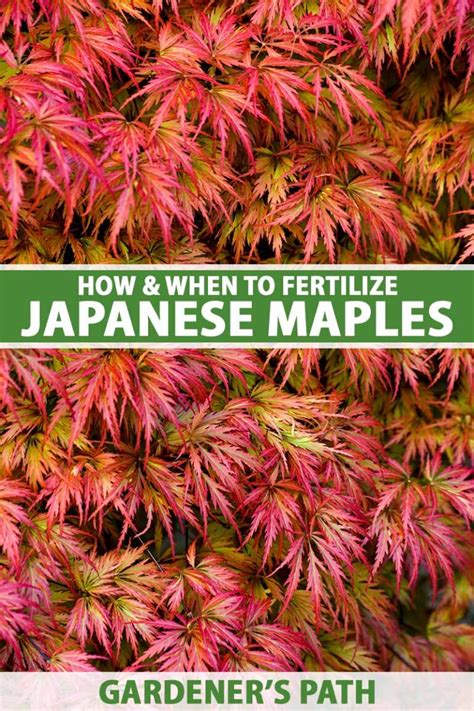 How And When To Fertilize Japanese Maple Trees Gardeners Path