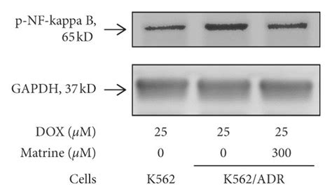 Effects Of Matrine On Drug Exporters And Activation Of Nf Kappa B A