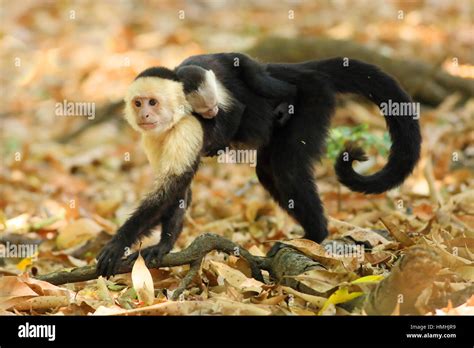 Female White Faced Capuchin Monkey Cebus Capucinus Carrying Baby On