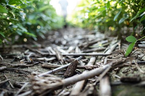 Measuring Soil Health To Enhance Soybean Yields Research Highlight