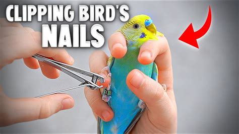 How To Clip Your Bird S Nails YouTube