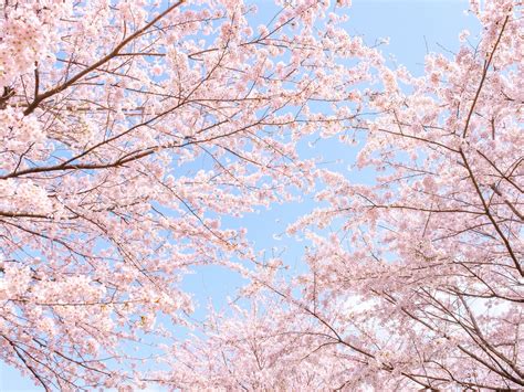 「桜を見に行きたい」と思う都道府県ランキング！ 1位「京都府」、2位は？22 All About ニュース