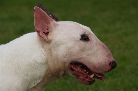 Photo De Toute Les Race De Chien Chien Nouvelles