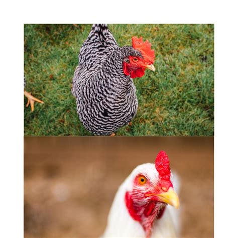 Chicken Breed Information Sheet - Etsy