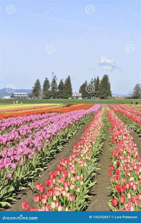 Tulip Fields Blooming In Skagit Valley Washington Usa Stock Image