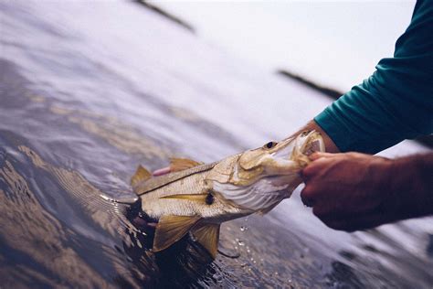 How To Catch Snook At Night Fishing Looker