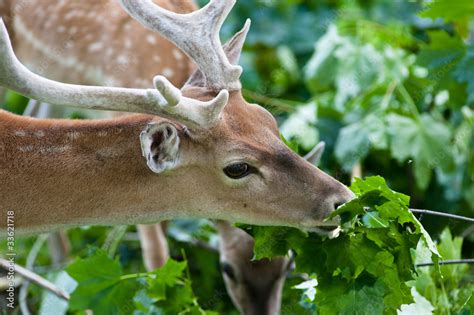 Deer Eating Leaves