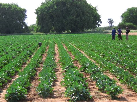 Cowpea Production At Omahenene Alliance For Science