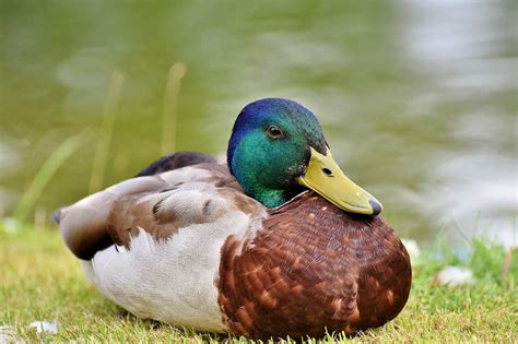 7 Friendliest Pet Duck Breeds in the World (With Info & Pictures) | PangoVet