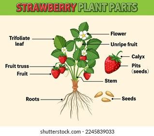 Life Cycle Strawberry Diagram Illustration Stock Vector (Royalty Free ...