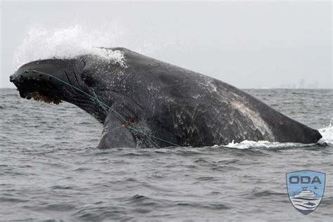 Ocean Defenders Alliance - Canada Sees High Number of Whales Suffer ...