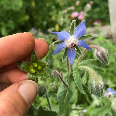 How To Grow And Care For Borage Plants Borago Officinalis