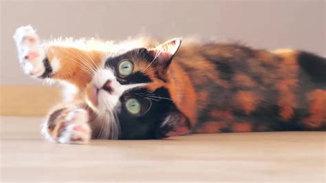 tortoiseshell cat personality | 5 Things You Should Know About Tortoise ...