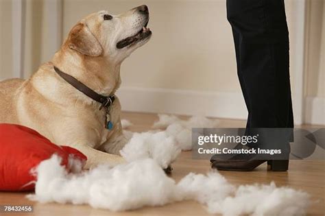 49 Dog Destroying Pillow Stock Photos High Res Pictures And Images