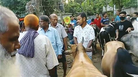 বাংলাদেশের সবচেয়ে বড় গরু ঈদ ধামাকা গরুর কালেকশন ২০২৩new Bangla