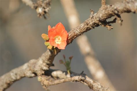 Red Flowering Kurrajong From Lee Point Leanyer Swamp Northern