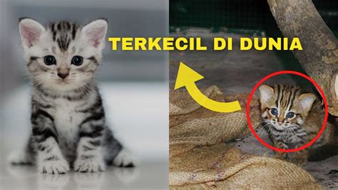 Kucing Paling Kecil Di Dunia