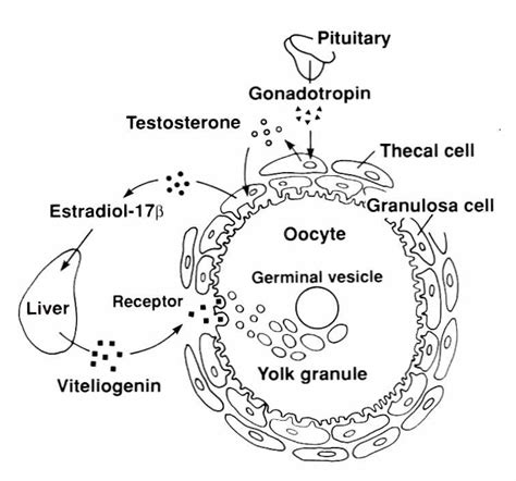 Endocrine regulation of gametogenesis in fish. | Semantic Scholar