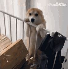 Who Let The Dogs Out Meme GIFs | Tenor