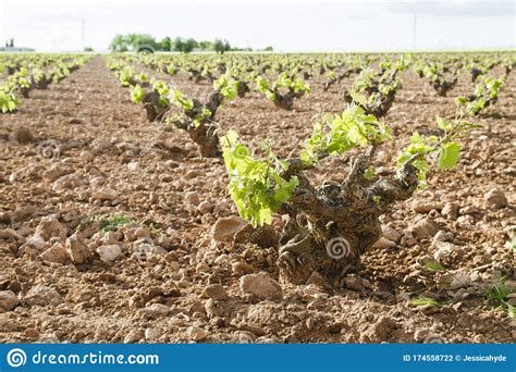 Vineyard in La Mancha, Spain Stock Photo - Image of natural ...