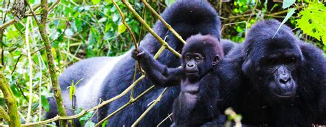 Day Kigali Bwindi Gorilla Safari Lifetime Experience Safaris