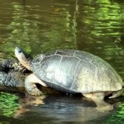 San Jose Tortuguero Park Day Tour With Breakfast Lunch GetYourGuide