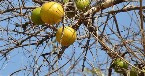 Indigenous South African Fruit