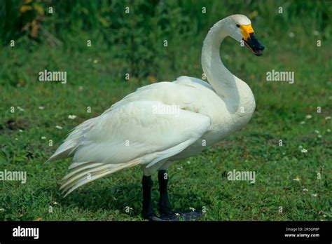 Tundra Swan Cygnus Bewickii Stock Photo Alamy