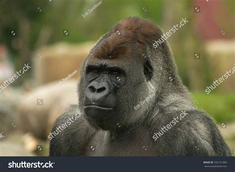 Portrait Of A Silverback Dominant Male Gorilla (Gorilla Gorilla) With ...