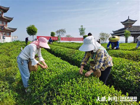 黎平县：采茶技能竞赛促茶产业提质增效双手梅群茶叶