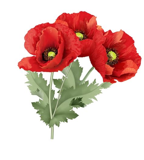 Premium Vector Three Red Poppy Flower With Green Leaves