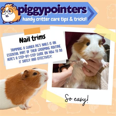 Nail Trimming Guinea Pigs Australia Clip Art Library