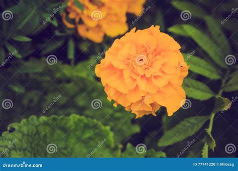 Vintage Photo Of Marigold Flowers Stock Photo Image Of Growing