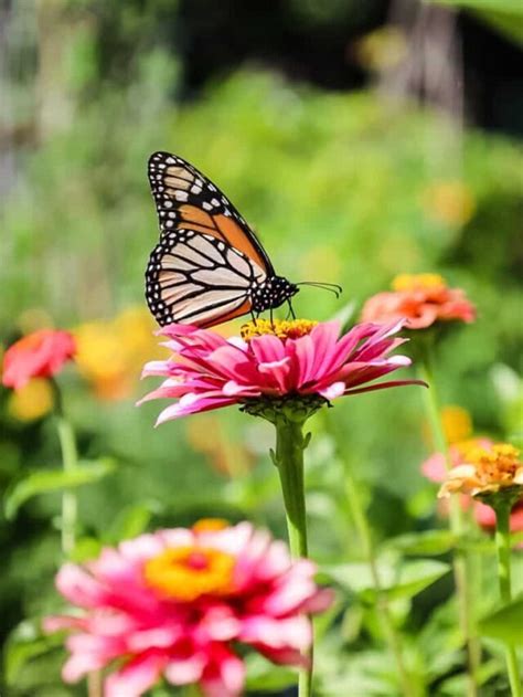 How to Attract Butterflies to Your Garden - Cottage On Bunker Hill