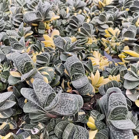 Gasteria Verrucosa Variegata Giromagi Cactus And Succulents