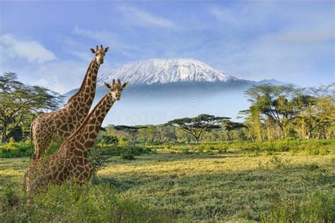 Giraffes And Mount Kilimanjaro In Amboseli National Park Stock Photo